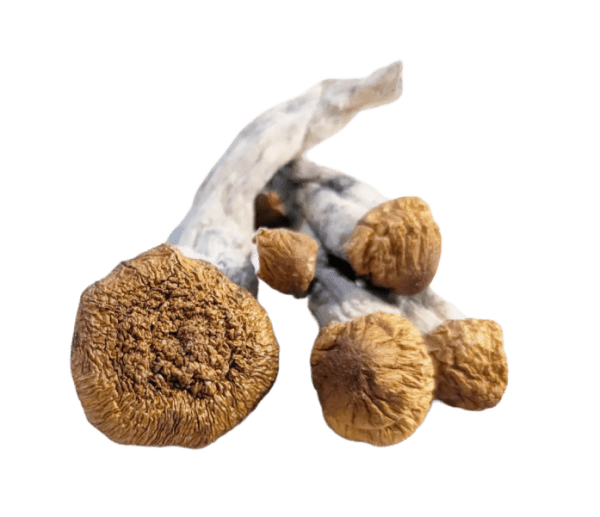 Amazonian Magic Mushrooms