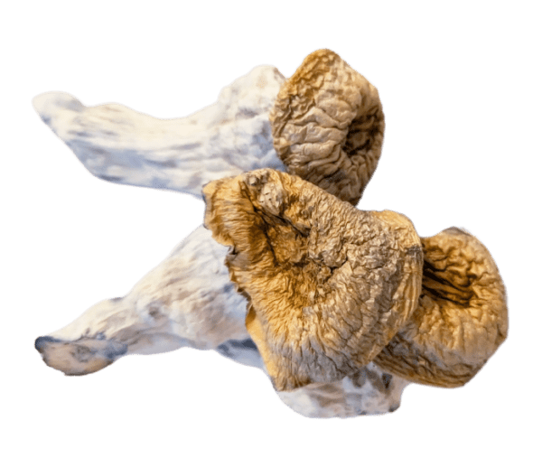 Penis envy magic mushrooms
