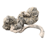 Albino Avery