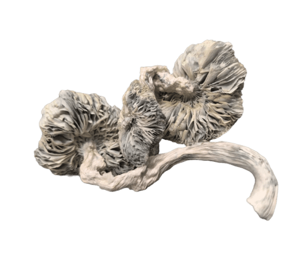 Albino Avery