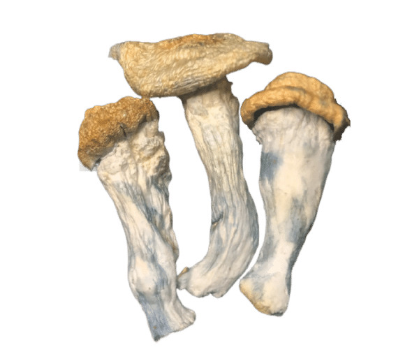 Makilla Gorilla Mushrooms Isolated