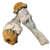 Golden Penis Envy (Quarter)