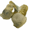 Iceburg Mushrooms