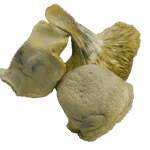 Iceburg
