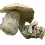 Albino Treasure Coast