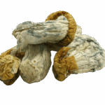Avalanche Mushrooms