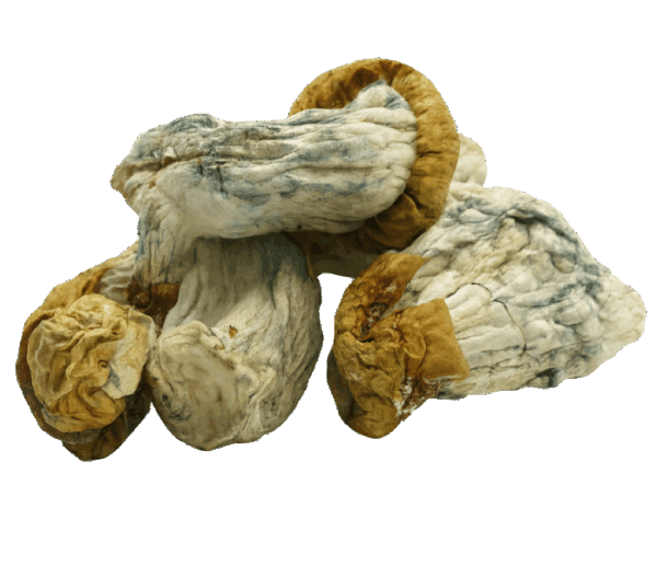 Avalanche Mushrooms