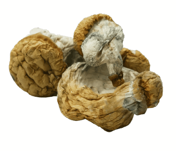 Avalanche Mushrooms - Image 2