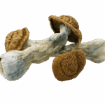 Code Blue Mushrooms