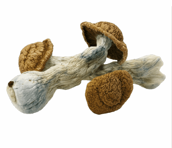 Code Blue Mushrooms