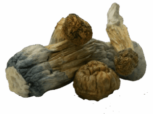 GC Thrasher Mushrooms - 7g