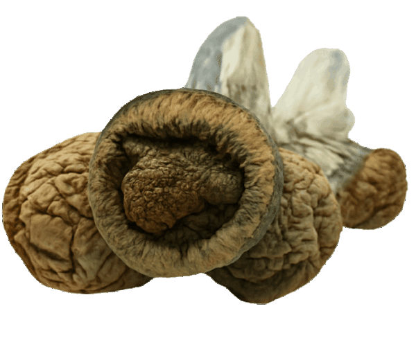 MakShak Mushrooms - Image 2