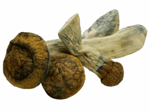 MakShak Mushrooms - 7g