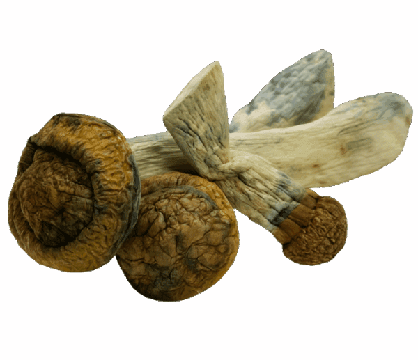 MakShak Mushrooms