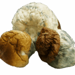 Bing Bong Mushrooms