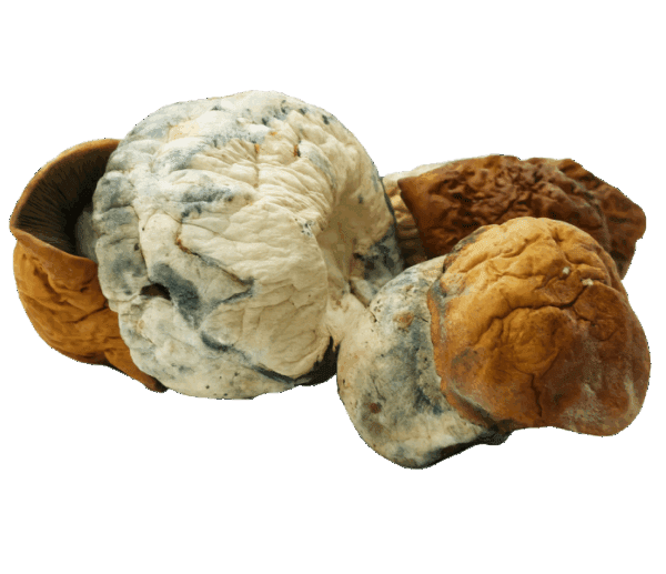 Bing Bong Mushrooms - Image 2